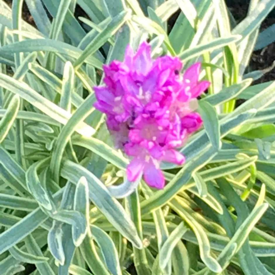 <i>Armeria maritima</i> 'Nifty Thrifty'