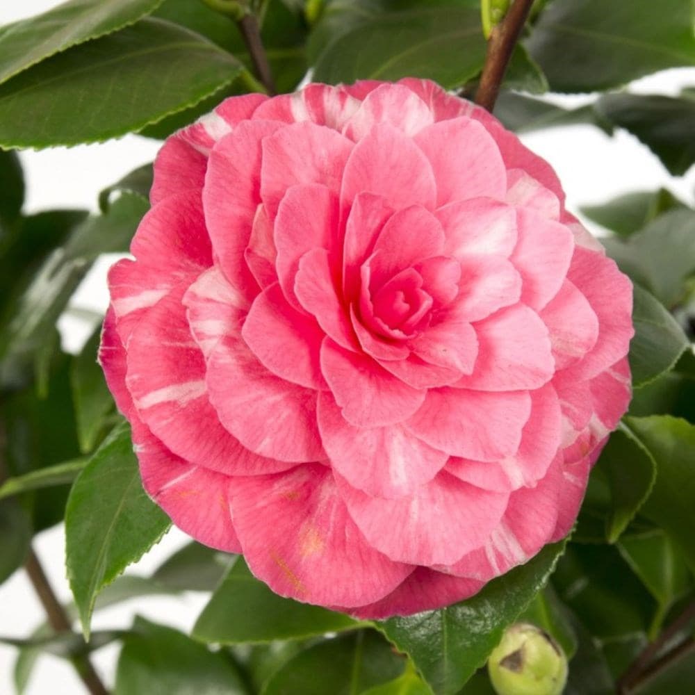 <i>Camellia japonica</i> 'Bonomiana'