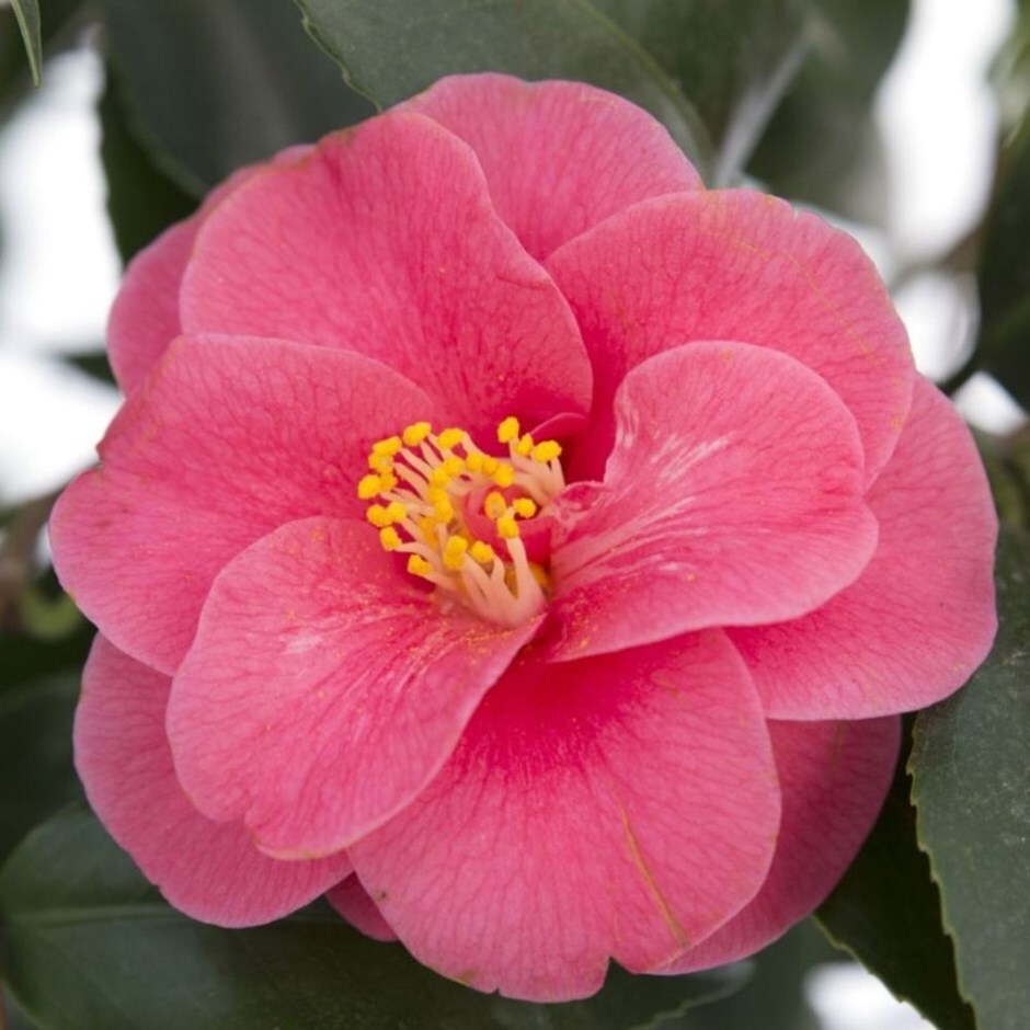 <i>Camellia reticulata</i> 'Mary Williams'
