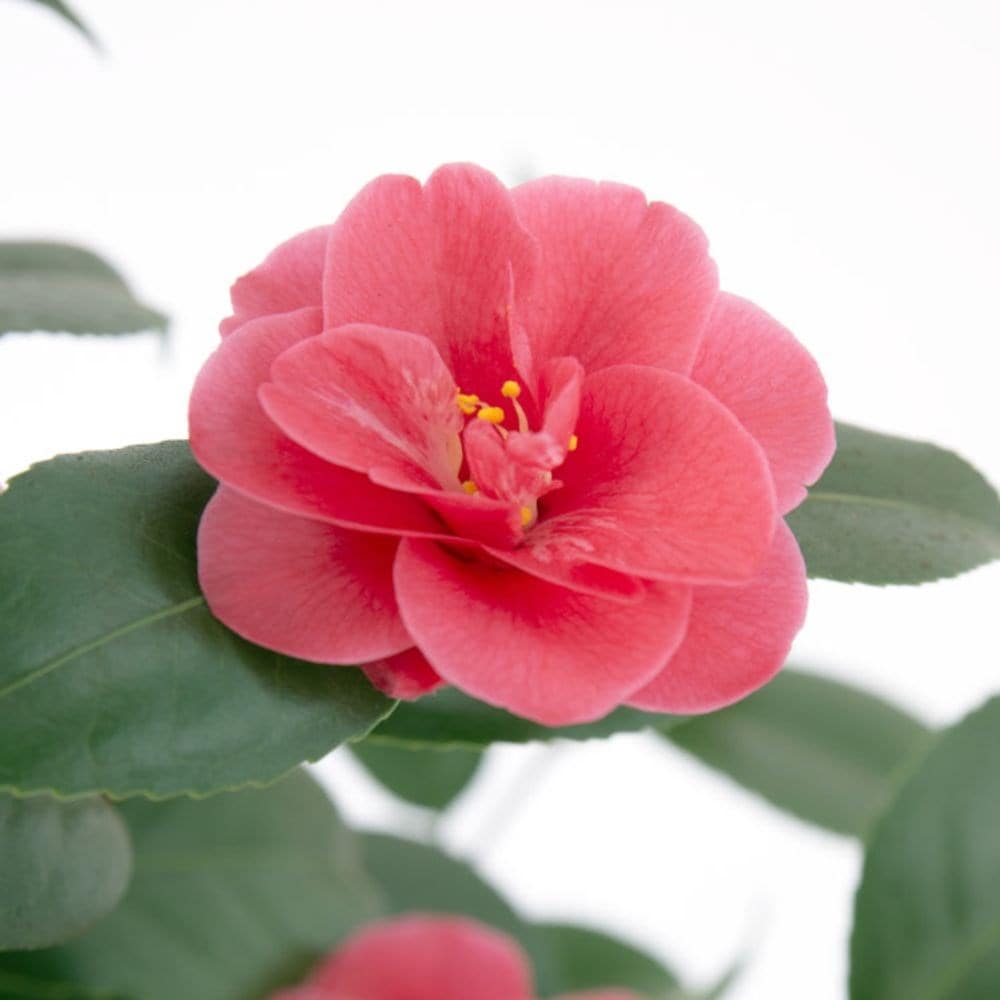 <i>Camellia reticulata</i> 'Mary Williams'