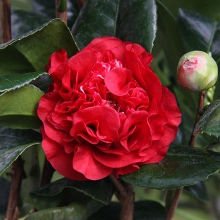 Camellia × williamsii Ruby Wedding