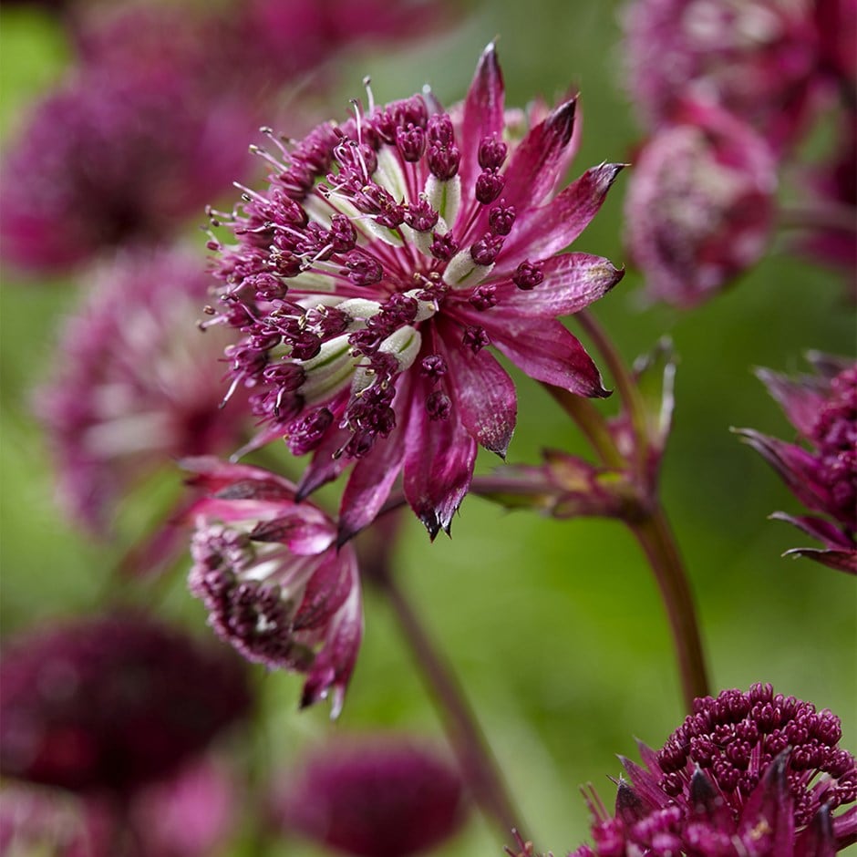 <i>Astrantia</i> 'Burgundy Manor'