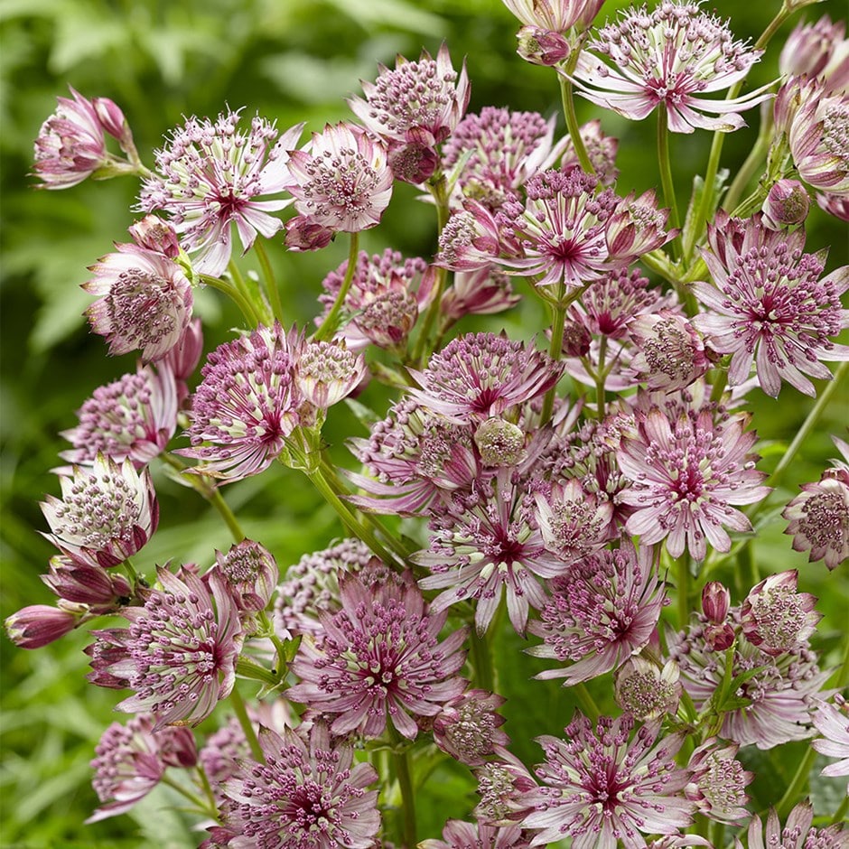 <i>Astrantia major</i> 'Sparkling Stars Pink' (Sparkling Stars Series)