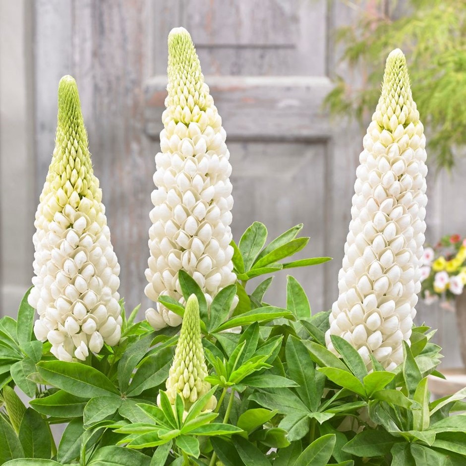 <I>Lupinus</i> 'Polar Princess' (PBR)