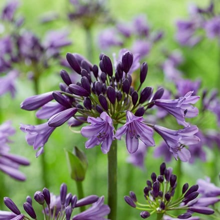 Agapanthus Poppin' Purple ('MP003') (PBR) (Everpanthus Series)