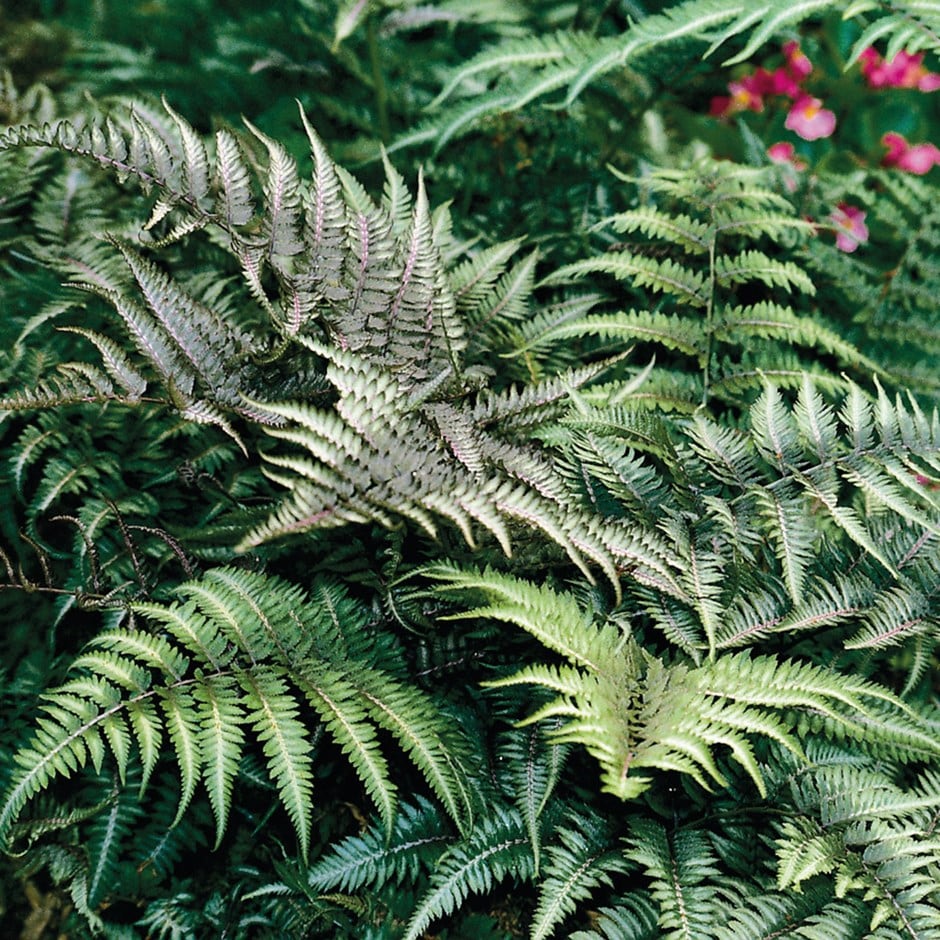 <i>Athyrium niponicum</i> var. <i>pictum</i> 'Silver Falls'