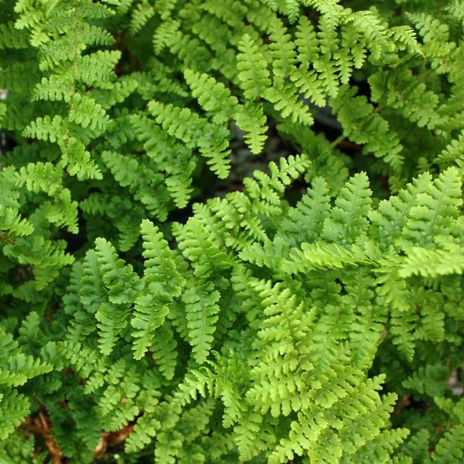 <i>Dryopteris filix-mas</i> 'Barnesii'