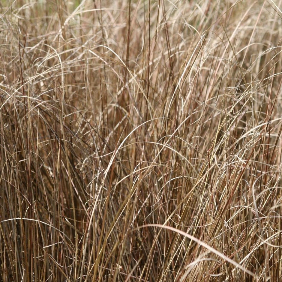 <i>Carex buchananii</i> 