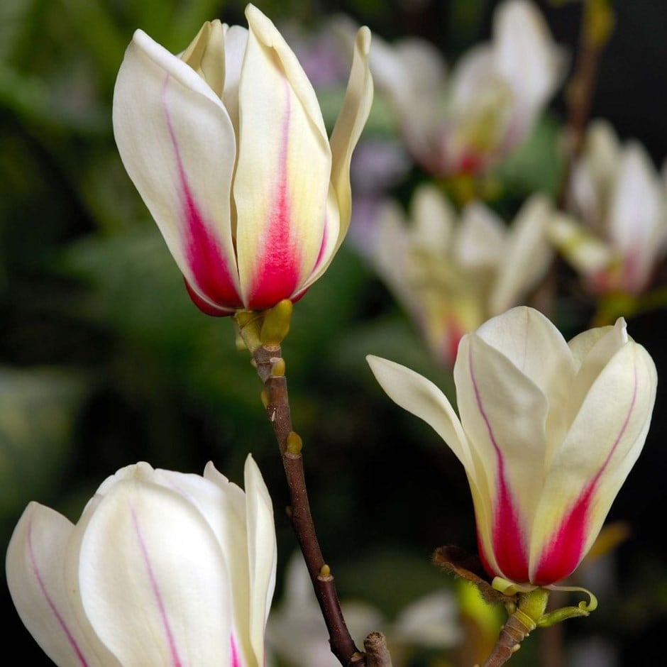 <i>Magnolia</i> 'Sunrise'