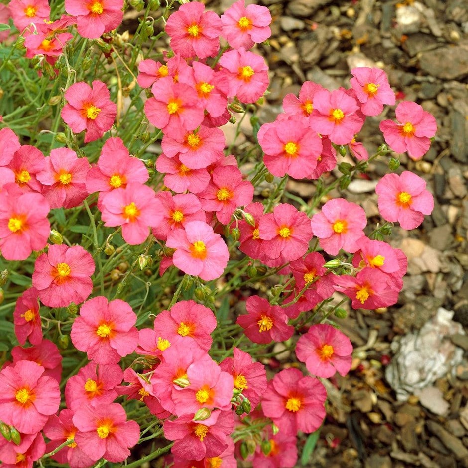 <i>Helianthemum</i> 'Ben Hope'