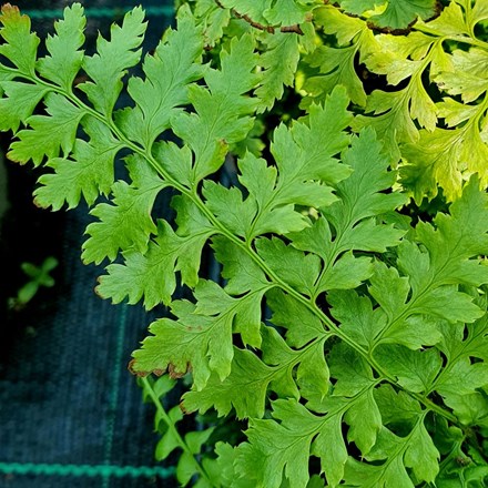 Polystichum setiferum (Divisilobum Group) Divisilobum Wollaston