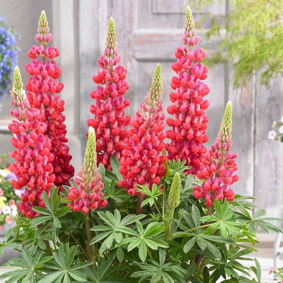 <I>Lupinus</i> 'Red Rum' (PBR)