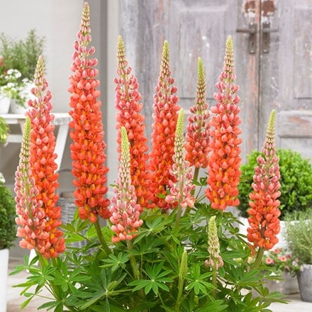 Lupinus Terracotta ('Wclterr') (PBR)