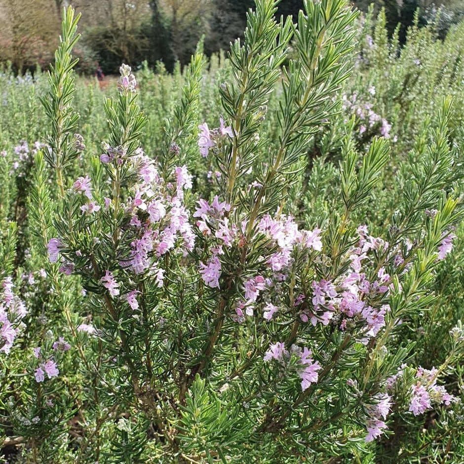 rosemary ( syn. Salvia rosmarinus Majorca Pink ) rosemary ( syn. Salvia rosmarinus Majorca Pink )