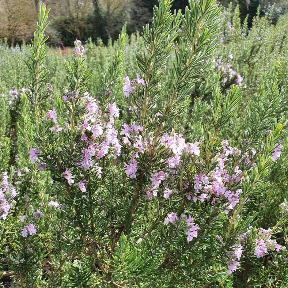 <i>Rosmarinus officinalis</i> 'Majorca Pink'