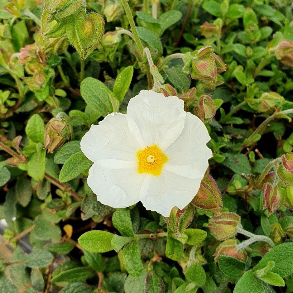 rock rose (syn. Cistus × obtusifolius Thrive) rock rose (syn. Cistus × obtusifolius Thrive)