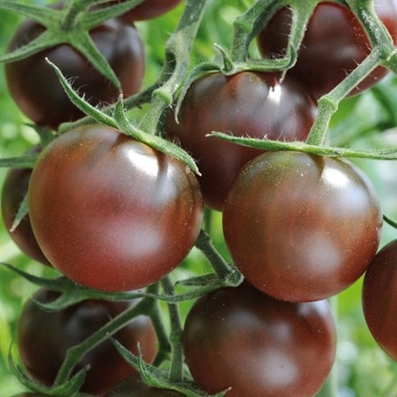 tomato Chocolate Cherry