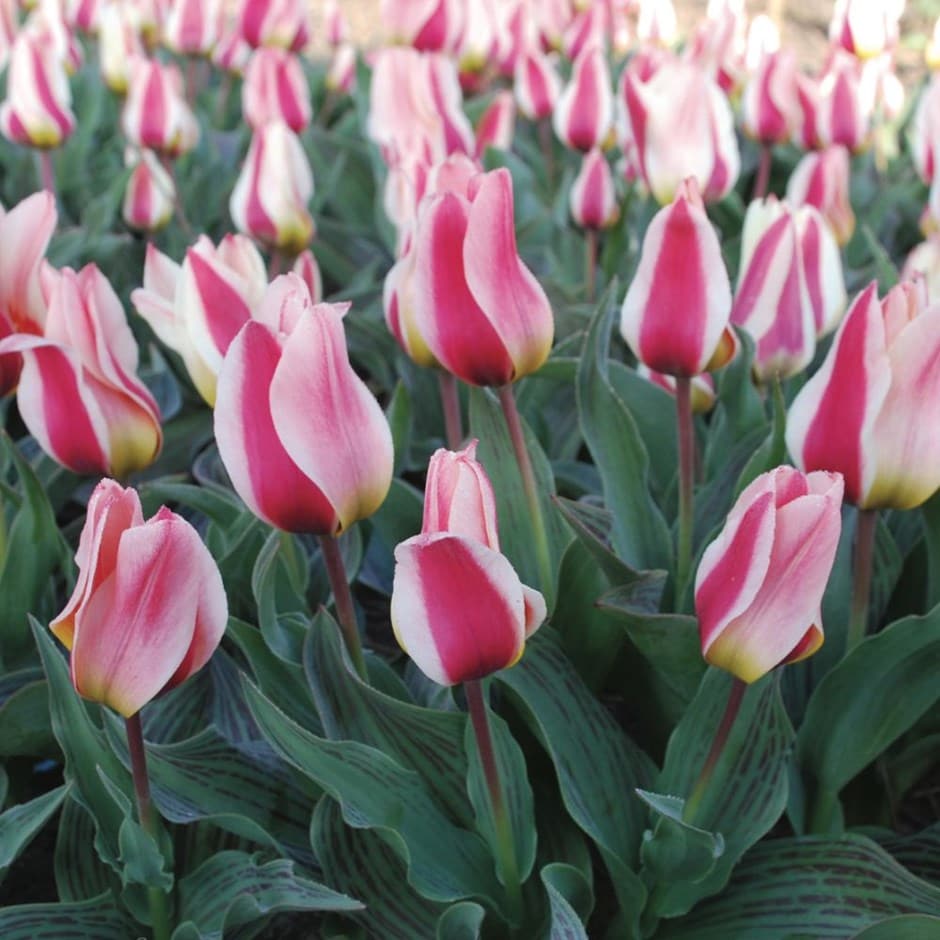 <i>Tulipa</i> 'Mary Ann'