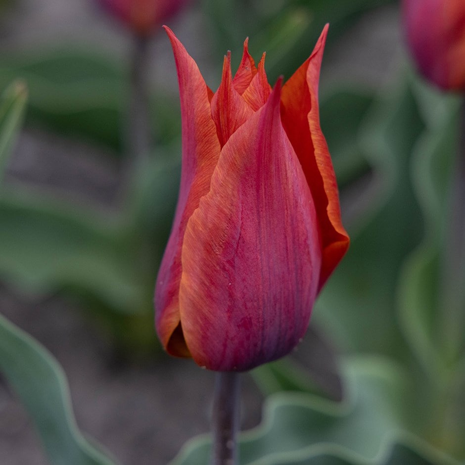 <i>Tulipa</i> 'Request'