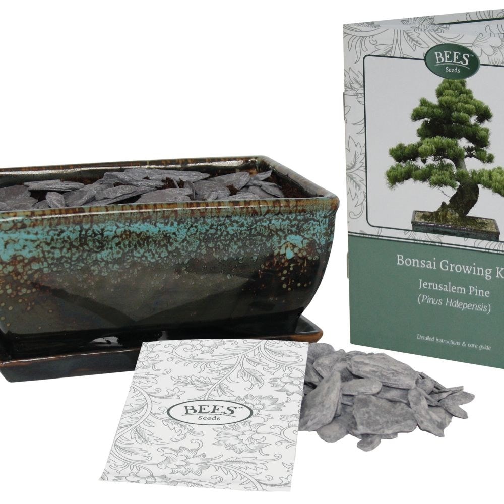 Bonsai pine - seed growing kit