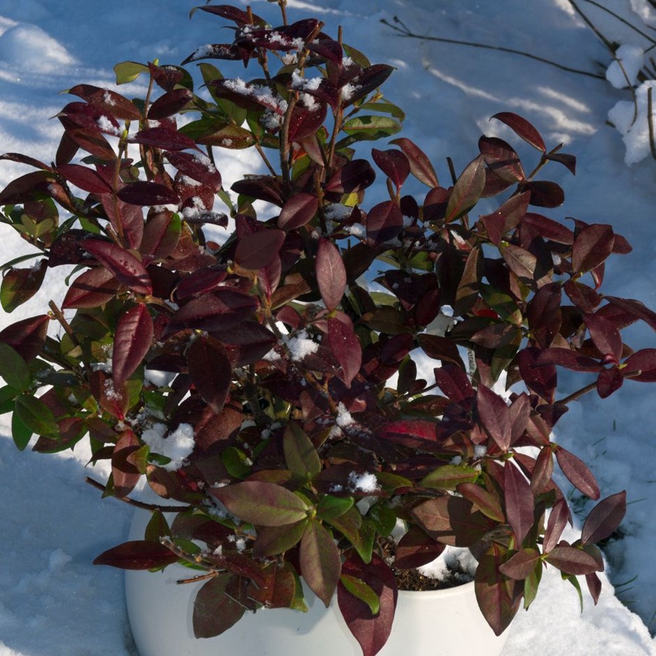 <i>Trachelospermum jasminoides</i> <b class=small-caps>Winter Ruby</b> ('Trared') (PBR)