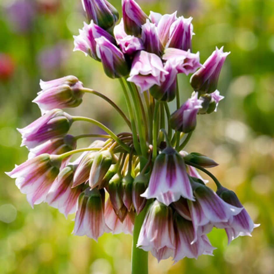 <i>Allium tripedale</i> 