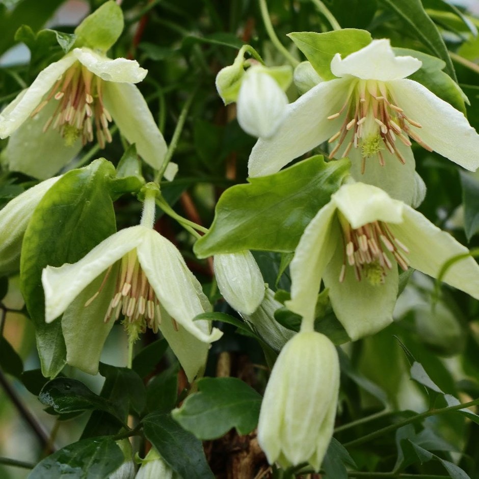 <i>Clematis</i> 'Christmas Surprise'