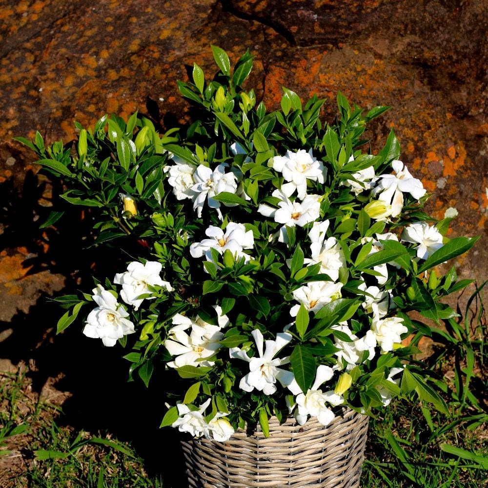 <i>Gardenia jasminoides</i> <b class=small-caps>Celestial Star</b> ('Ps-2013-4') (PBR)