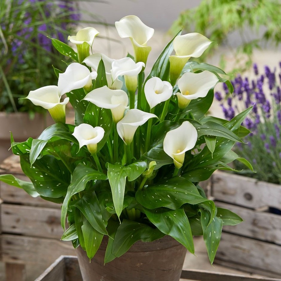 <i>Zantedeschia</i> 'Captain Kelso' (PBR) (Captain Series)