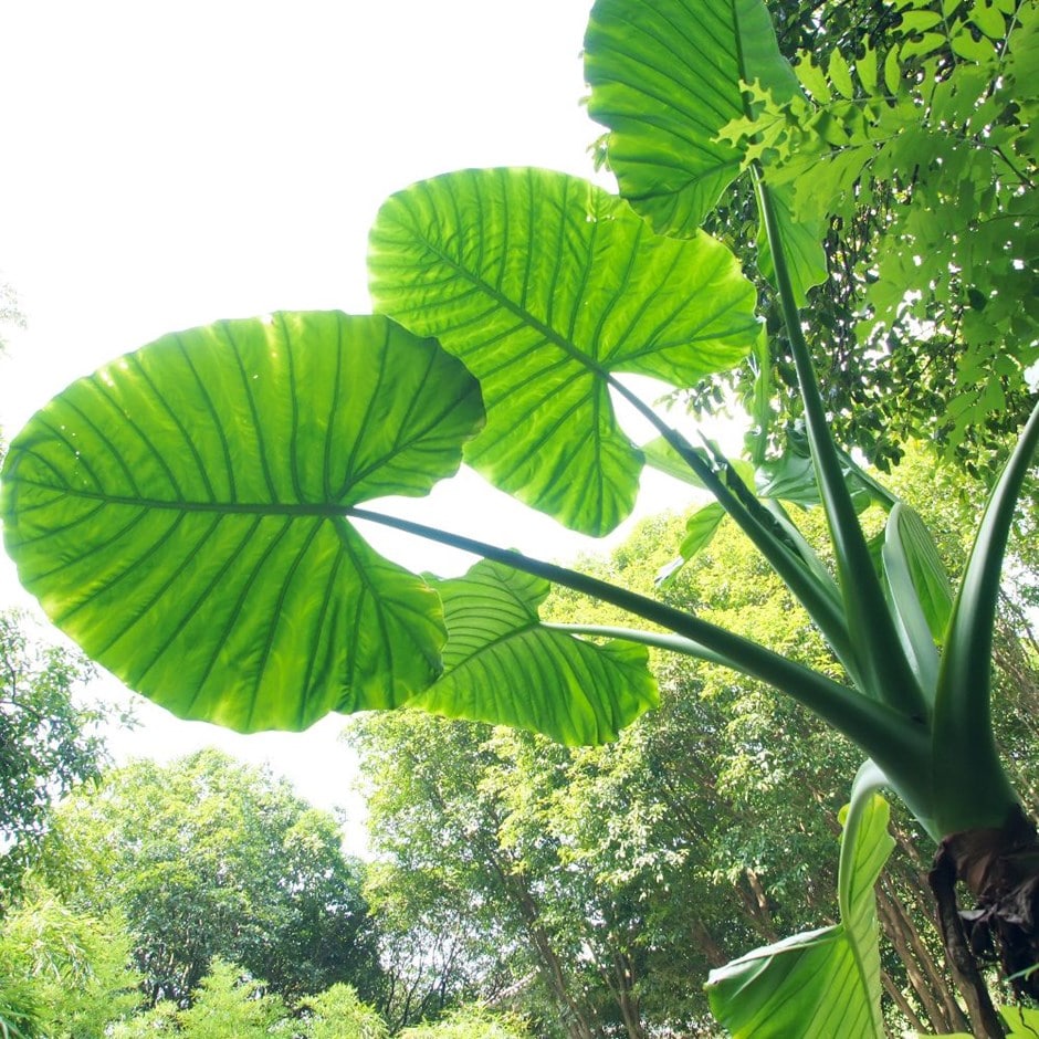 <i>Alocasia macrorrhiza</i> 