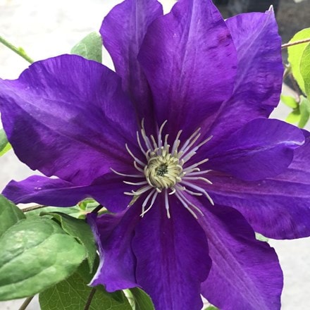 Clematis Duchess of Cornwall ('Evipo118') (PBR)