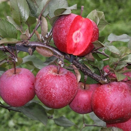 apple Tickled Pink ('Baya Marisa') (PBR)