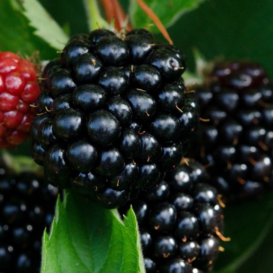 blackberry 'Bedford Giant'