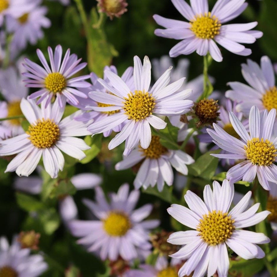 Aster or Japanese aster Aster or Japanese aster