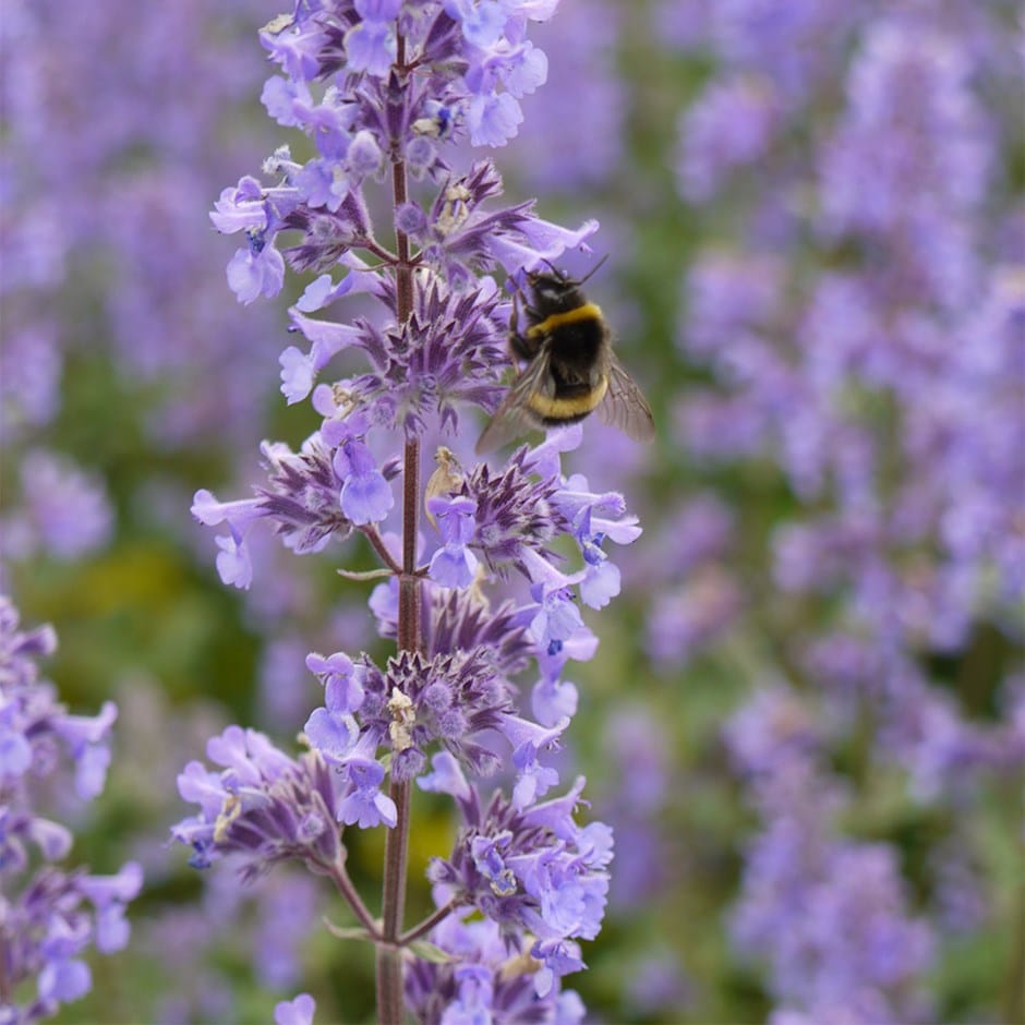 <i>Nepeta grandiflora</i> 'Summer Magic' (PBR)