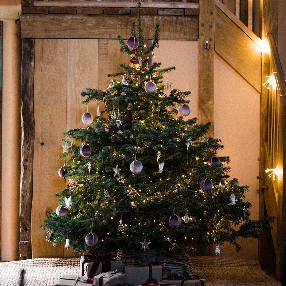 <i>Christmas tree</i> 'Nordmann fir 150-180cm'