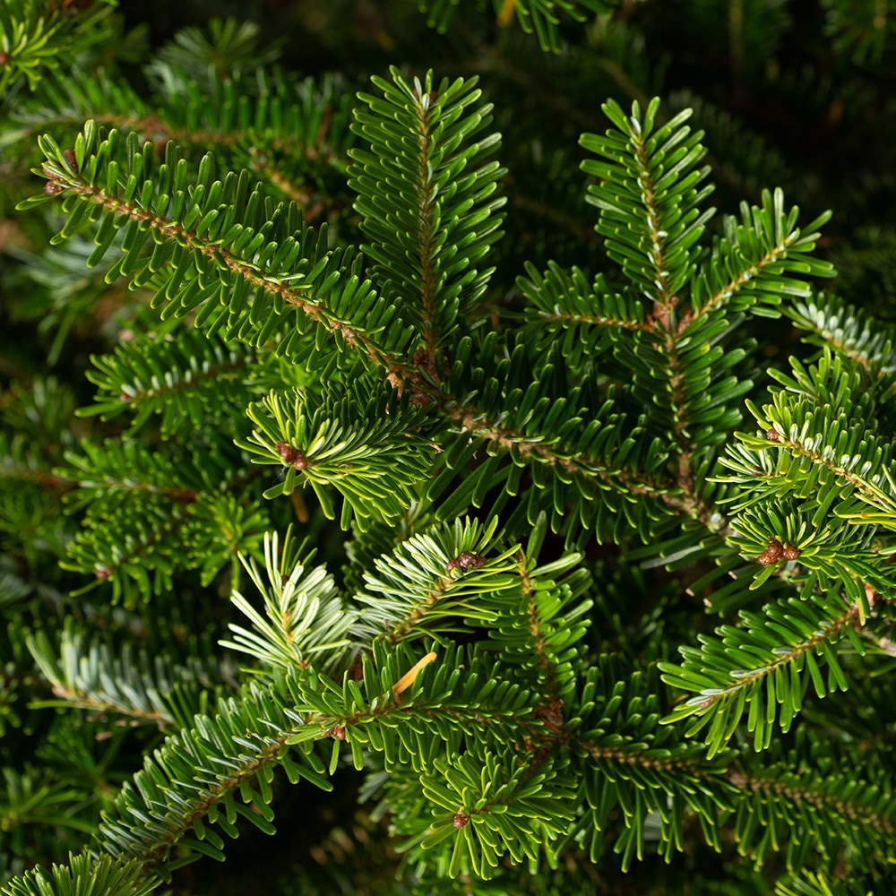 <i>Christmas tree</i> 'Fraser fir 180-210cm'