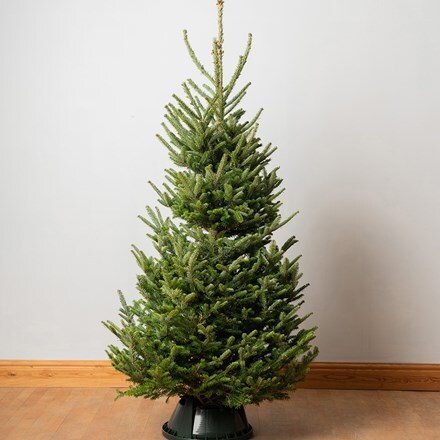 Christmas tree Fraser fir 150-180cm