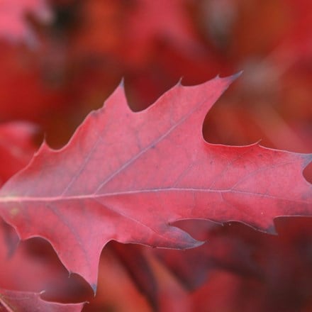 Quercus rubra