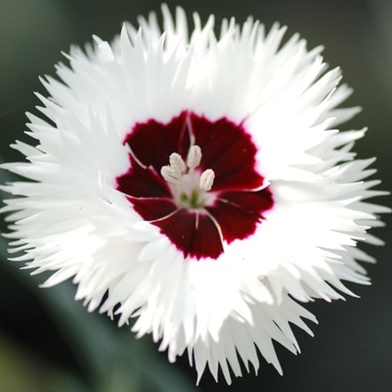 Dianthus Stargazer ('WP13 GIL05') (PBR) (Whetman Stars Series)