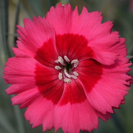 Dianthus (Allwoodii Group) Cosmopolitan ('WP15 PIE43') (PBR)