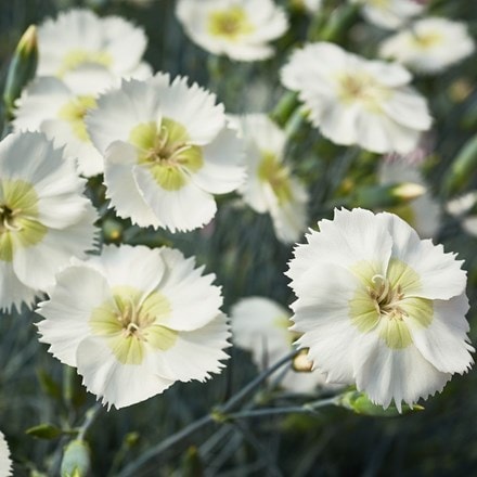 Dianthus Mojito ('WP15 PIE41') (PBR)