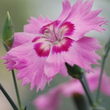 Dianthus (Allwoodii Group) Shirley Temple ('WP15 PIE44') (PBR) (Cocktails Series)