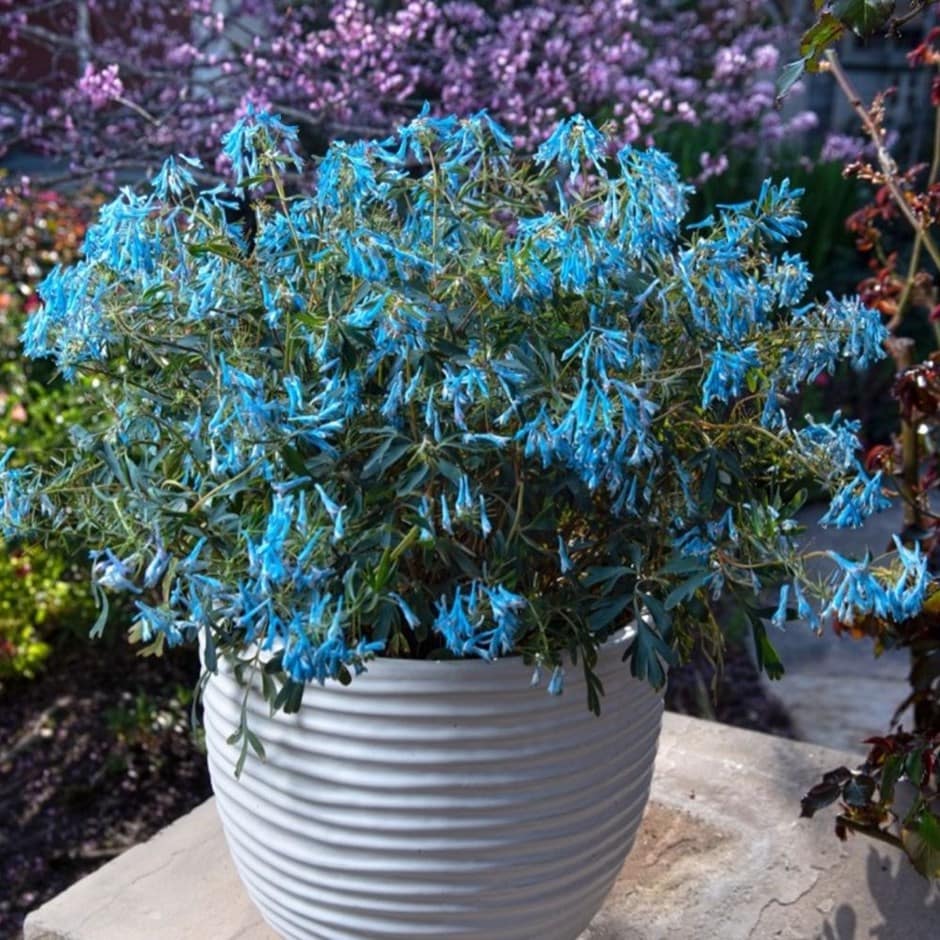 <i>Corydalis flexuosa</i> 'Porcelain Blue' (PBR)