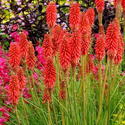 Kniphofia Redhot Popsicle (Popsicle series)