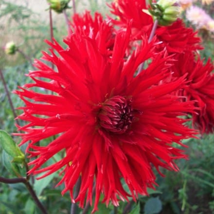 Dahlia Apache