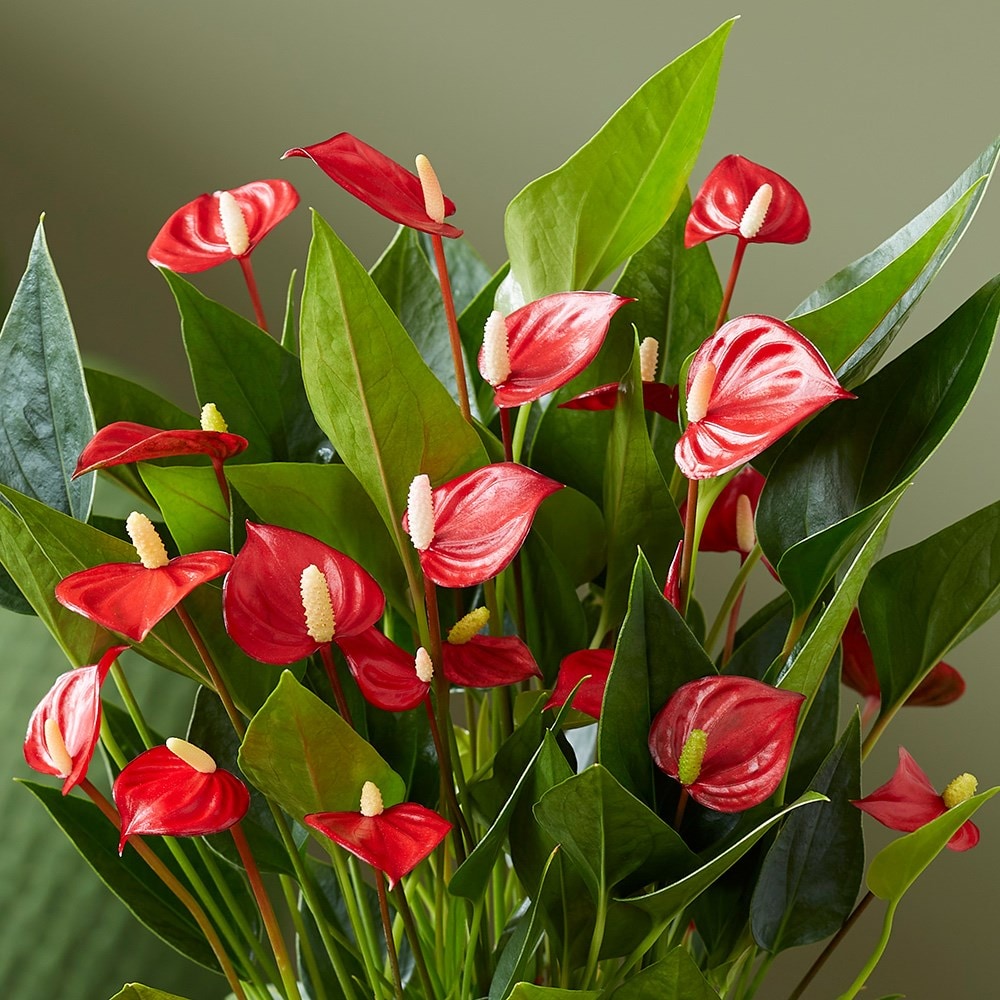 <i>Anthurium</i> (Andraeanum Group) <b class=small-caps>Million Flowers Red</b> ('Ryn2010043') (PBR)