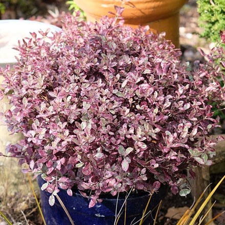 Pittosporum tenuifolium Bannow Bay ('Breebay') (PBR)
