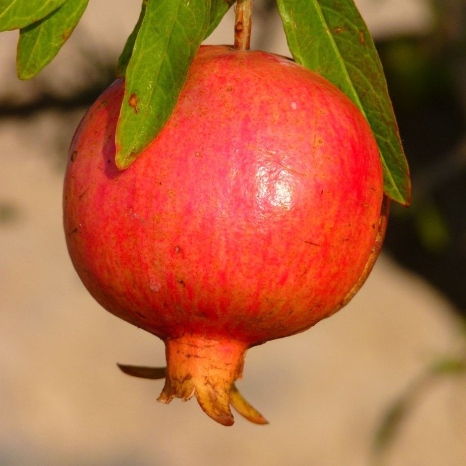 pomegranate 'Dente di Cavallo'