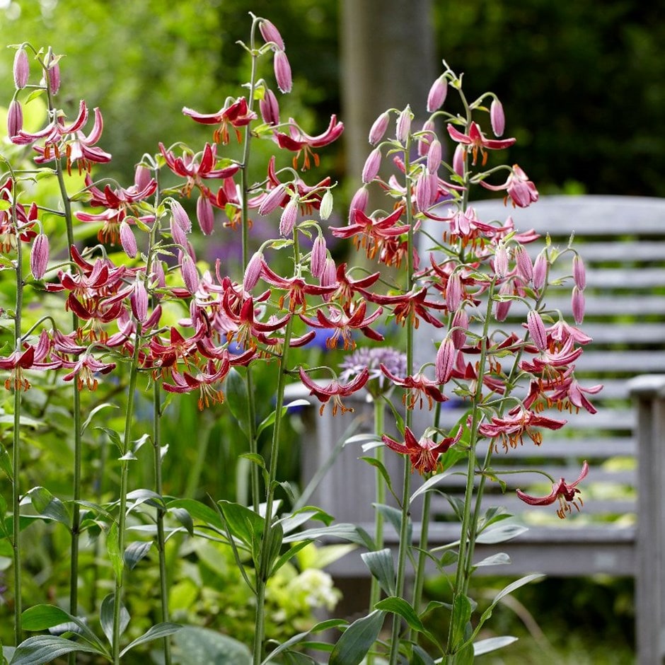 <i>Lilium</i> 'Claude Shride'